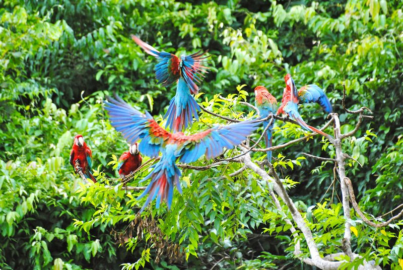 Redgreen Macaws 1