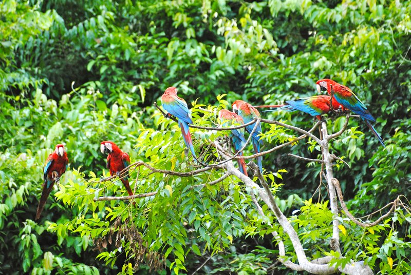 Redgreen Macaws 2