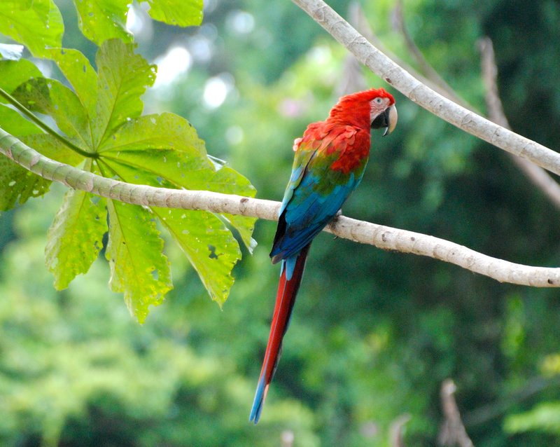 Redgreen Macaws 5