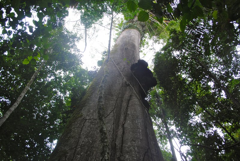 Kapok tree 1