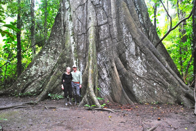 Kapok tree 2