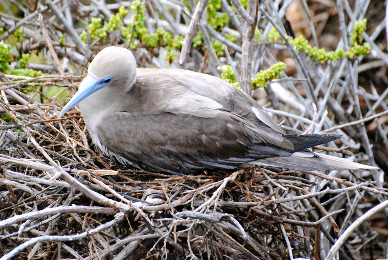Red-footed Booby on her nest