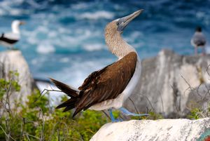 The Blue-footed Booby dance