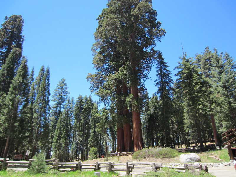 Sequoia National park 