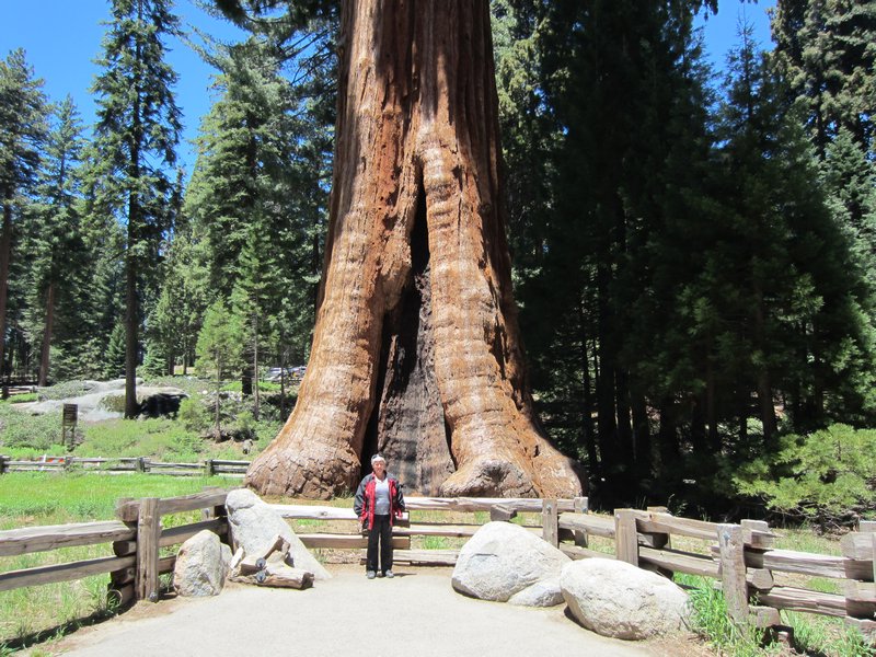 Sequoia National park 