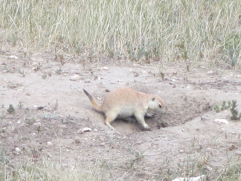 Prairie Dog, 