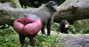 Monkey+Butt.001