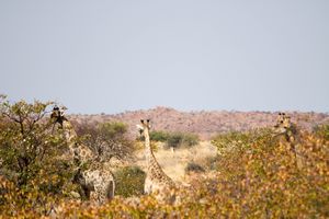 Giraffes near the road