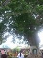 the famous acacia tree