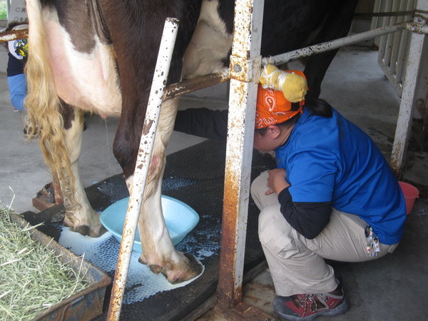 milking cowy! 
