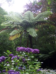 Botanic Gardens in Wellington.....