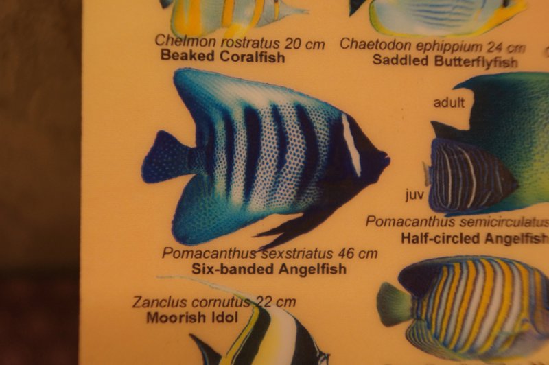 Six Banded Angel Fish