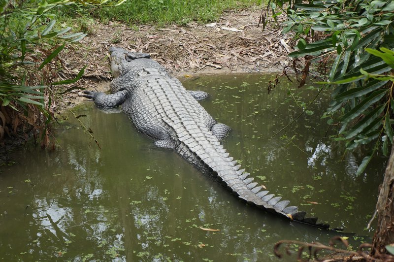 Yet Another Bladdy Croc