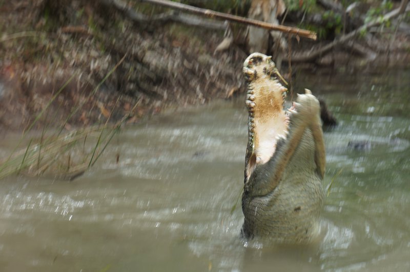 Another Bladdy Croc Feeding