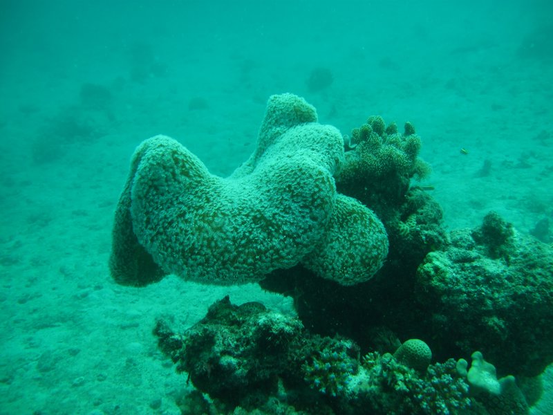 Champignons Leather Corale