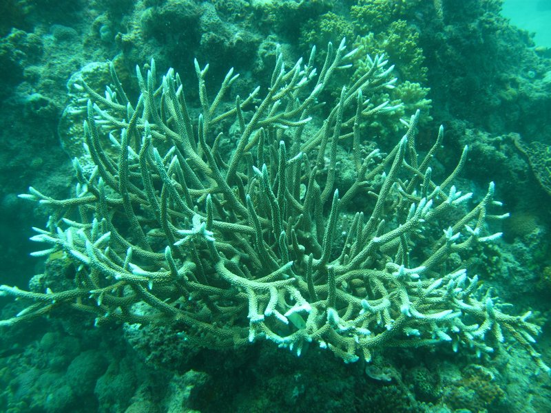 Erm - Plus de Corale