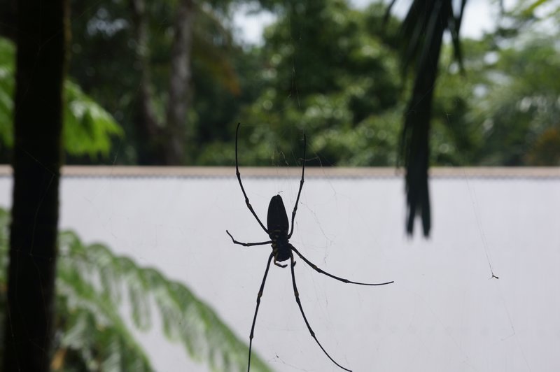 Spider (~20cm)
