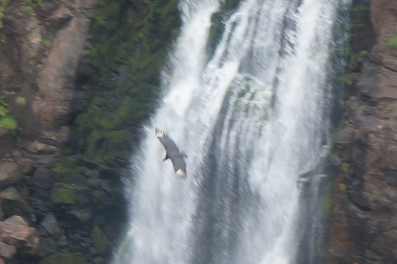 Vulture and Waterfall