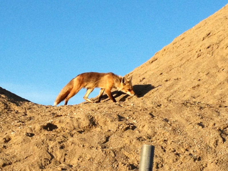 Prince Edward Island Red Fox