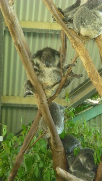 Jooga mestari koala