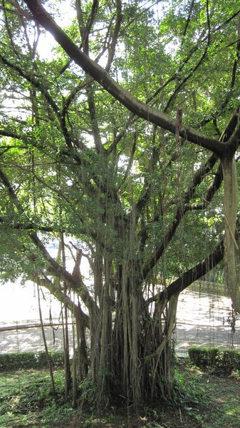 drzewo z lianami