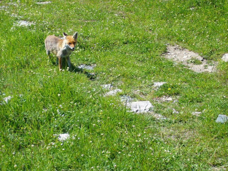 Fantastic Mr Fox (Photo taken by Margherita)