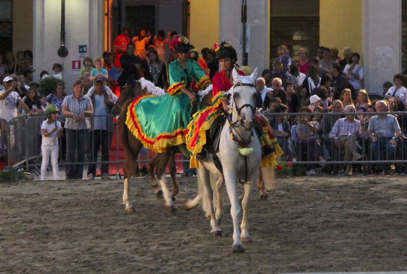 Brazilian Horses