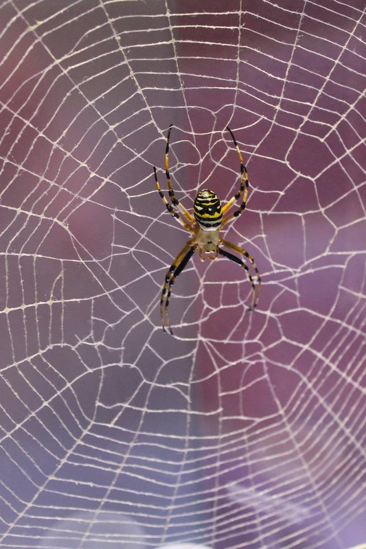 I've got you in my web!