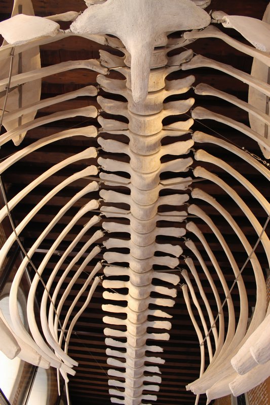 Inside a whale's belly!