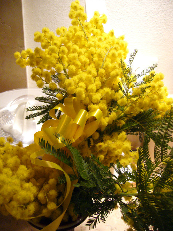 Mimosa a traditional Women's Day flower 
