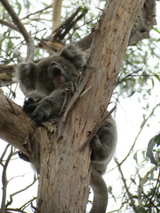 Noch ein Koala