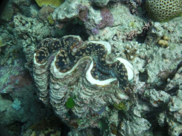 Amazing Coral