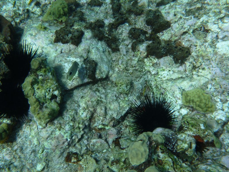 Butterfly Fish & Urchins