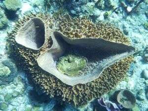 Giant Sponges