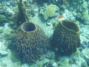 Giant Sponges