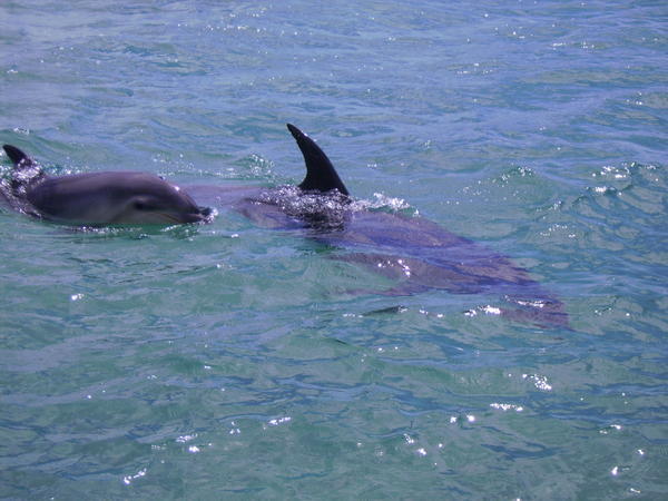 Look at the baby dolphin