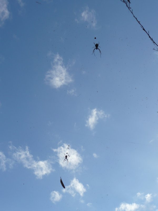 Ahhh so many spiders at Shelley beach!