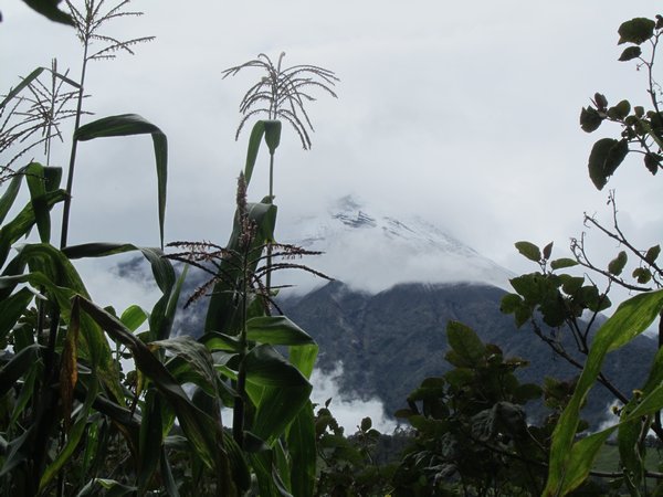 maize with volcano backdrop