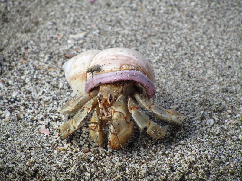 hermit the crab