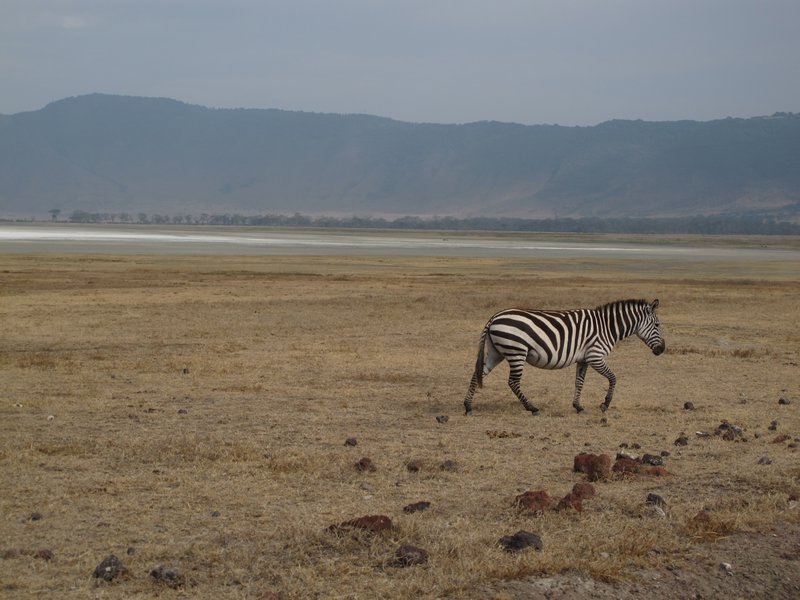 A Zebra with Salt Lake