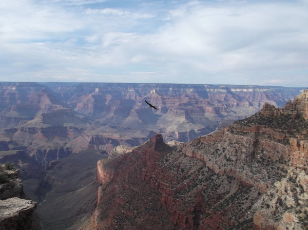 Bird Flying Across the Canyon
