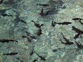 Fish in the Cenote at Ek Balam