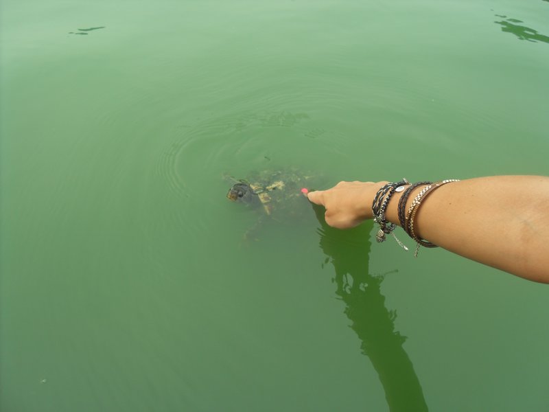Touch the turtle
