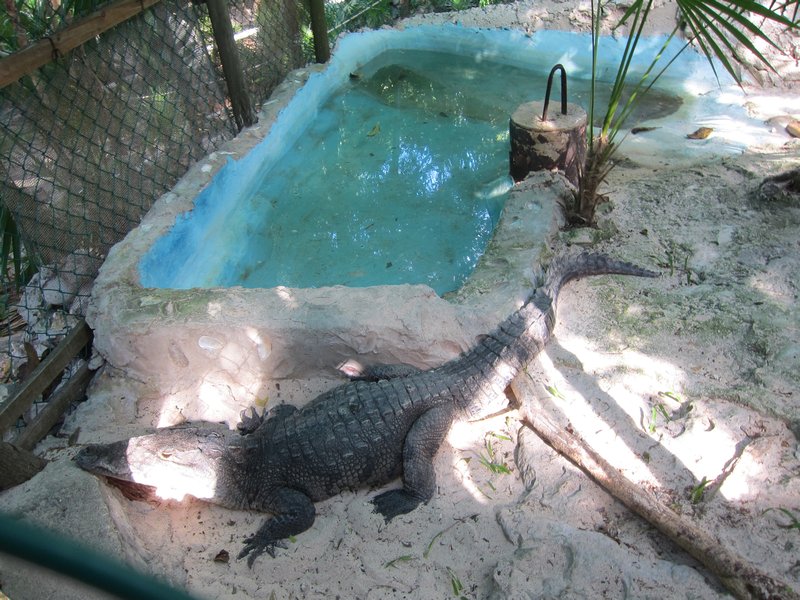 Gator at the Coconut