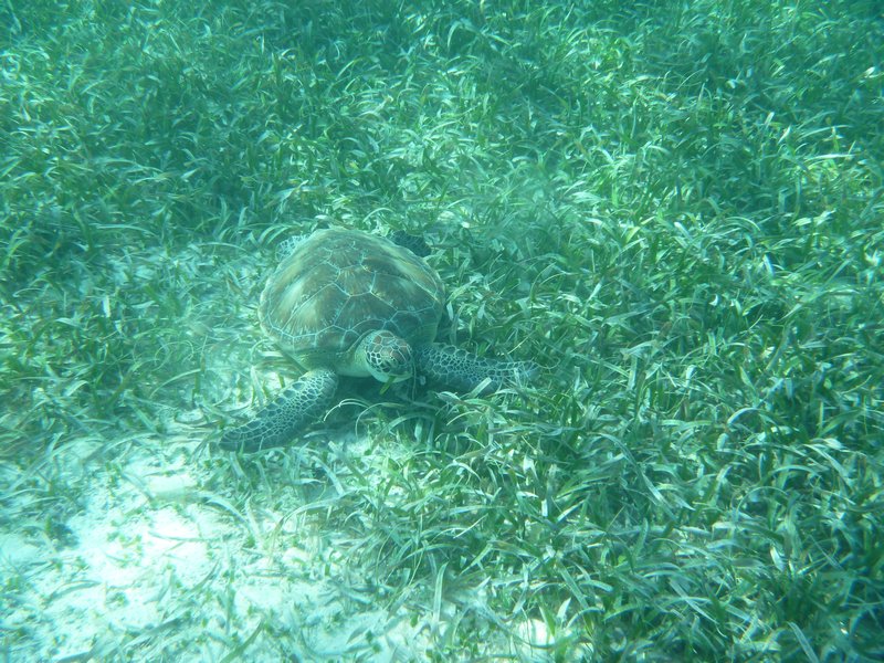 Sea turtle!!