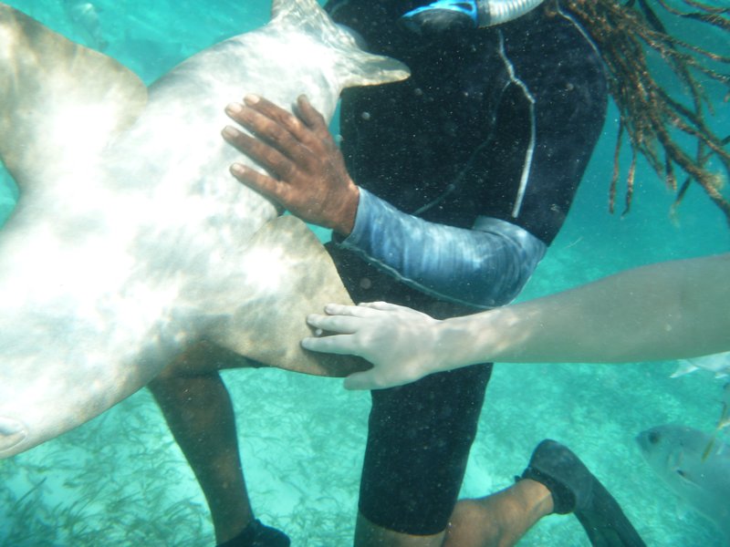 Me stroking a nurse shark
