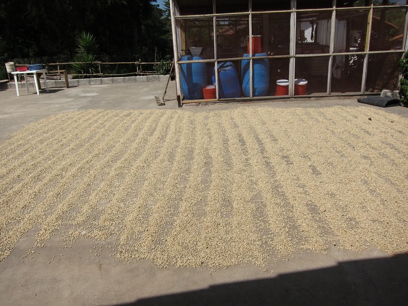 Coffee beans drying out