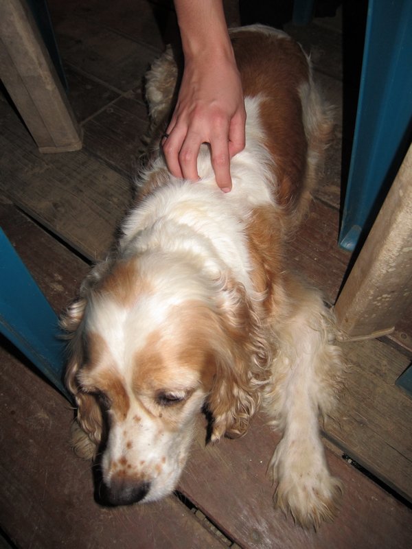 For mum - Lola, the cocker spaniel who had dinner with us one night