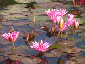 Lotus Flowers - Angkor Wat