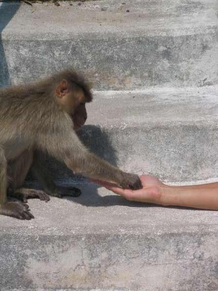 Hampi - Laxmi Temple Feeding Monkey